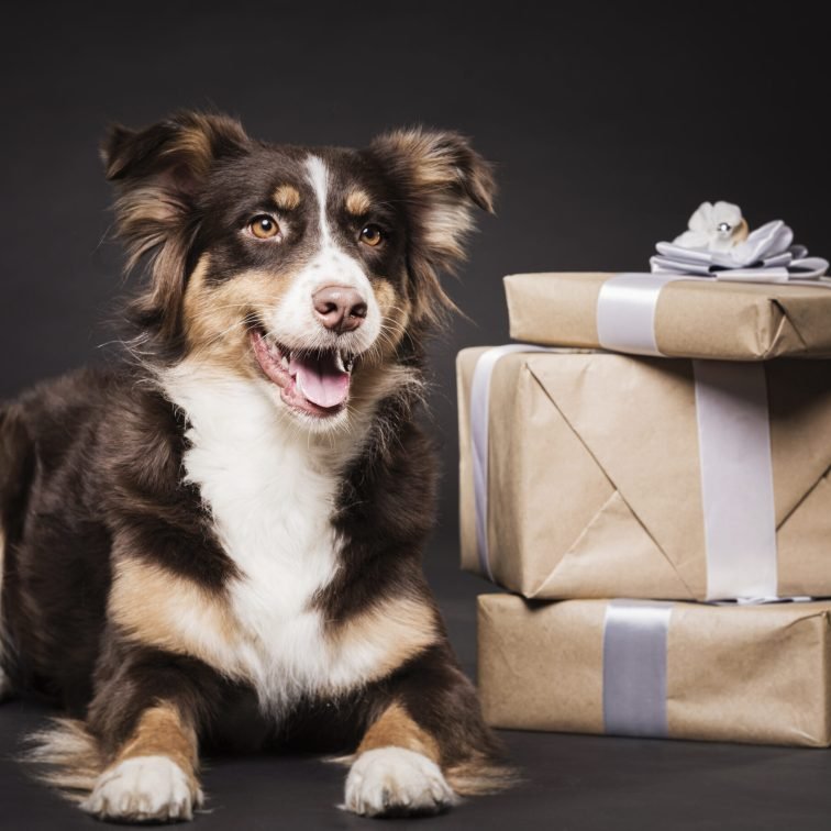 cadeau pour chien